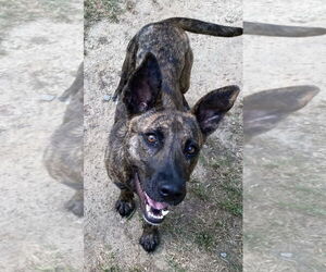 Dutch Shepherd -Plott Hound Mix Dogs for adoption in Lexington, SC, USA