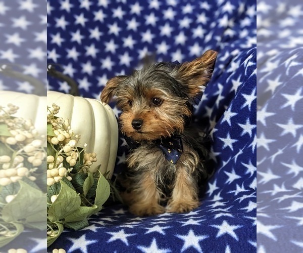 Medium Photo #3 Yorkshire Terrier Puppy For Sale in OXFORD, PA, USA