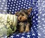 Small Photo #3 Yorkshire Terrier Puppy For Sale in OXFORD, PA, USA