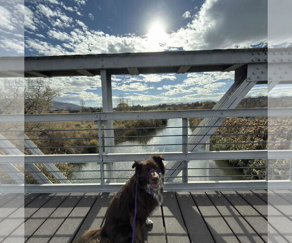 Medium Photo #11 Mutt Puppy For Sale in Sandy, UT, USA