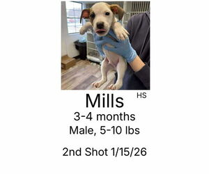 Mutt Dogs for adoption in Plainfield, IL, USA