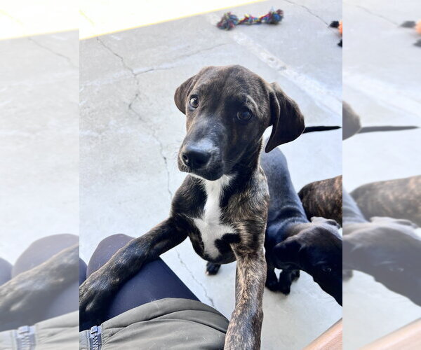 Medium Photo #2 Mutt Puppy For Sale in Elmsford, NY, USA