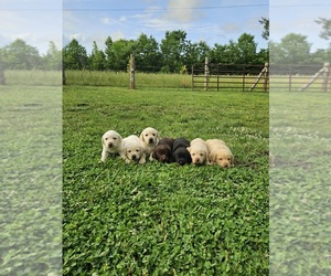 Labrador Retriever Puppy for sale in ASHEBORO, NC, USA