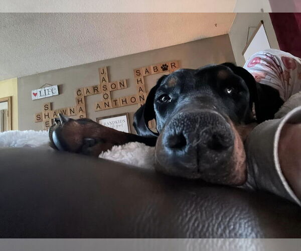 Medium Photo #2 Doberman Pinscher Puppy For Sale in Buffalo, MN, USA