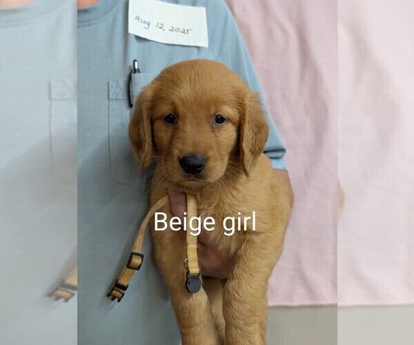 Medium Photo #2 Golden Retriever Puppy For Sale in BRADFORD, OH, USA