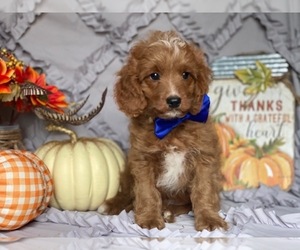 Cavapoo Puppy for sale in LANCASTER, PA, USA