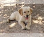 Small Photo #3 Golden Retriever Puppy For Sale in HILLSBORO, KS, USA