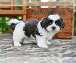 Small #2 Shih Tzu