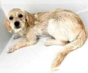 Beagle-Unknown Mix Dogs for adoption in Houston, TX, USA