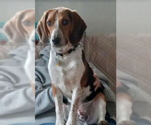 Elvis - Male Beagle Dog for Adoption - Photo #3