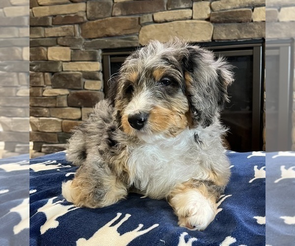 Medium Photo #8 Bernedoodle Puppy For Sale in NOBLESVILLE, IN, USA