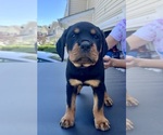 Puppy Purple Rottweiler