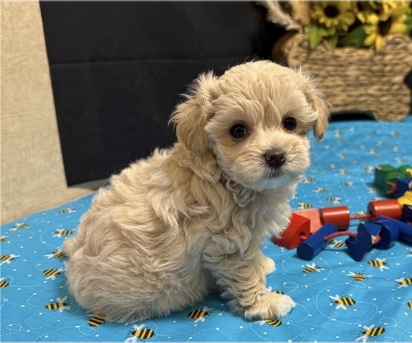 Medium Photo #1 Maltipoo (Miniature) Puppy For Sale in RICHMOND, VA, USA