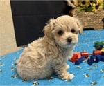 Image preview for Ad Listing. Nickname: Riley