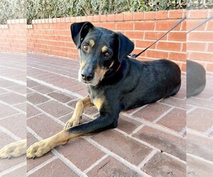 Doberman Pinscher-Unknown Mix Dogs for adoption in Marina Del Rey, CA, USA