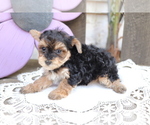 Small Photo #3 YorkiePoo Puppy For Sale in SHILOH, OH, USA