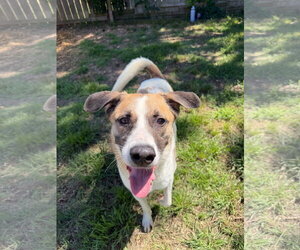 Sonny - Male Mutt Dog for Adoption - Photo #2