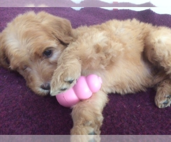 Medium Photo #3 Golden Mountain Doodle  Puppy For Sale in KALISPELL, MT, USA