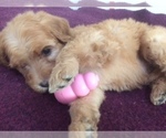 Small Photo #3 Golden Mountain Doodle  Puppy For Sale in KALISPELL, MT, USA