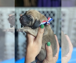 Bloodhound Puppy for sale in PONCHATOULA, LA, USA