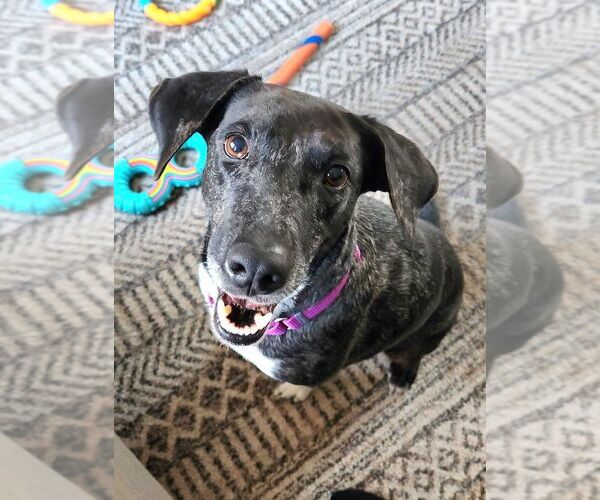 Medium Photo #9 Mutt Puppy For Sale in Oak Bluffs, MA, USA