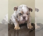 Small Bulldog