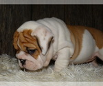 Small Photo #5 English Bulldog Puppy For Sale in VERONA, MO, USA