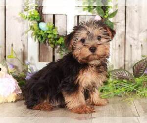 Yorkshire Terrier Puppy for sale in MOUNT VERNON, OH, USA