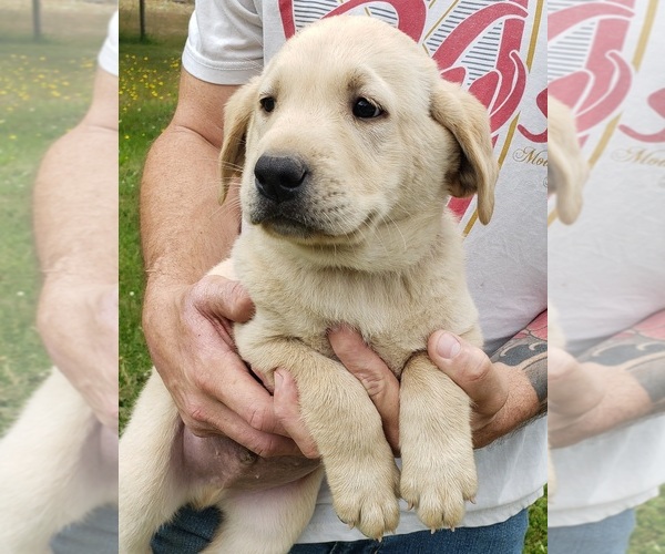 Medium Photo #8 Labrador Retriever Puppy For Sale in OLYMPIA, WA, USA