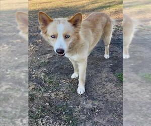 Siberian Husky-Unknown Mix Dogs for adoption in Conroe, TX, USA