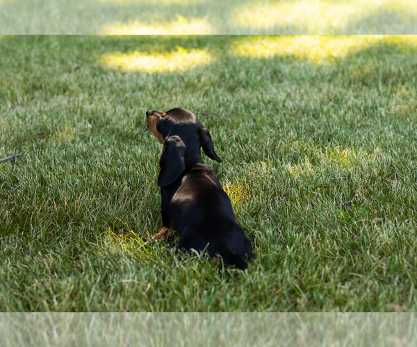 Medium Photo #5 Dachshund Puppy For Sale in MILFORD, IN, USA