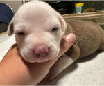 Small #2 American Pit Bull Terrier Mix