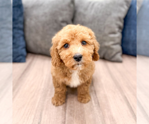 Medium Miniature Labradoodle