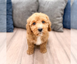 Puppy Kent Miniature Labradoodle