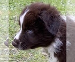 Small Photo #6 Australian Shepherd Puppy For Sale in SAINT JOHNS, FL, USA
