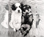 Small Photo #4 Mal-Shi Puppy For Sale in DES MOINES, WA, USA