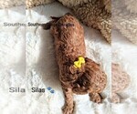 Small Photo #55 Goldendoodle (Miniature) Puppy For Sale in GASTONIA, NC, USA
