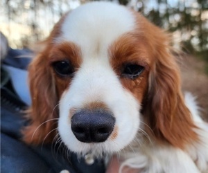 Cavalier King Charles Spaniel Puppy for Sale in HAMILTON, Alabama USA