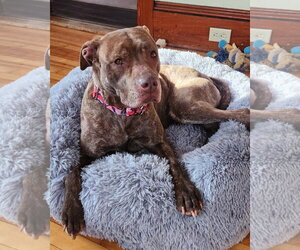 Foxy Brown - Female American Pit Bull Terrier-Plott Hound Mix Dog for Adoption - Photo #5