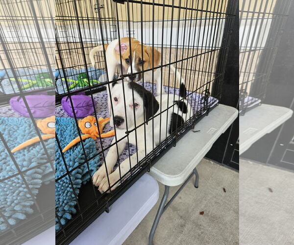 Medium Photo #8 Labrador Retriever-Unknown Mix Puppy For Sale in Brooksville, FL, USA