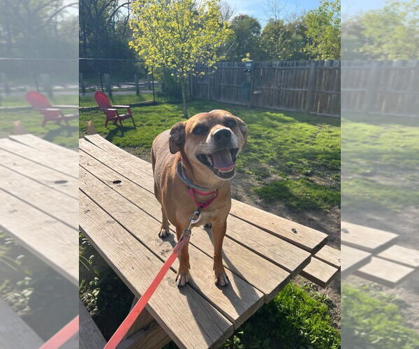 Medium Photo #4 Puggle Puppy For Sale in Gloversville, NY, USA