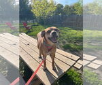 Small #3 Puggle