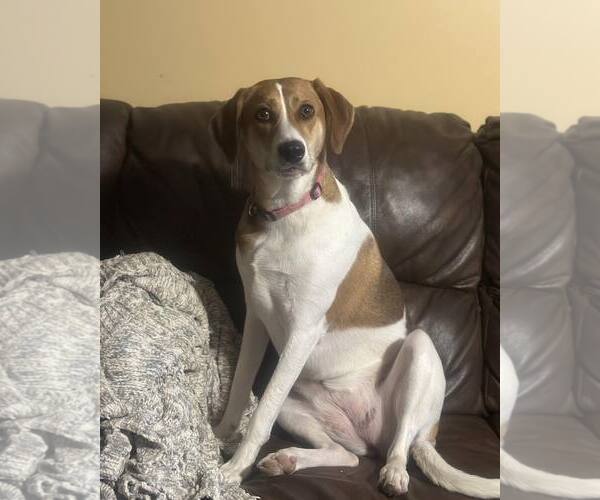 Medium Photo #1 English Foxhound-Labrador Retriever Mix Puppy For Sale in Mouth Of Wilson, VA, USA