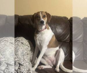 English Foxhound-Labrador Retriever Mix Dogs for adoption in Mouth Of Wilson, VA, USA