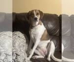 Small English Foxhound-Labrador Retriever Mix