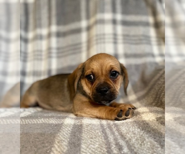 Medium Photo #16 Puggle Puppy For Sale in LAKELAND, FL, USA