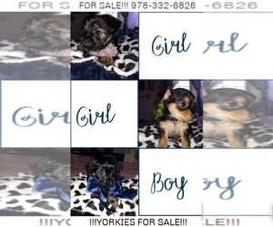 Yorkshire Terrier Puppy for sale in LOWELL, MA, USA