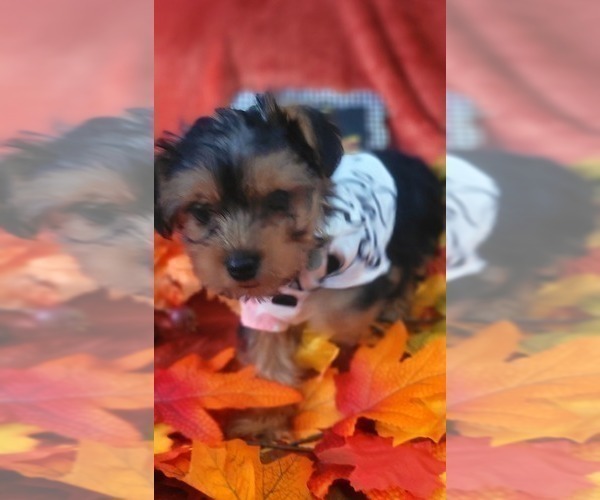 Medium Photo #7 Yorkshire Terrier Puppy For Sale in AKRON, OH, USA