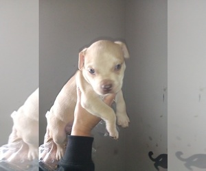 American Pit Bull Terrier Puppy for sale in DENTON, TX, USA