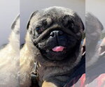 Small #3 Pug